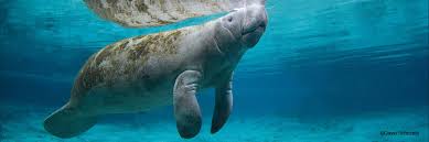 Manatee